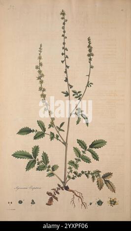 Flora Londinensis, oder Platten und Beschreibungen solcher Pflanzen, die wild in der Umgebung von London wachsen, gedruckt und verkauft von dem Autor und B. White, 1777. 18. Jahrhundert, botanische Illustration, Botanik, England, Stiche, Kräuter, London, Pflanzen, Stämme, Blätter, Blumen zeigt die Illustration eine detaillierte botanische Studie der Pflanze Artemisia absinthium, allgemein bekannt als Wermut. Die Pflanze hat einen hohen, schlanken Stamm, der mit kleinen, zarten Blüten geschmückt ist, die in Gruppen entlang des oberen Abschnitts wachsen. Seine Blätter sind komplex geformt, gekennzeichnet durch eine federnde, gelappte Erscheinung Stockfoto