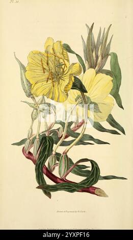 Flora conspicua, London, Longman, Rees, Orme, Braun, Grün, 1826, Blumen, England, Pflanzen, Zierpflanzen, der New Yorker Botanische Garten, Bildwerke, Oenothera macrocarpa, Oenothera missourensis, William Clark, diese botanische Illustration zeigt eine zarte gelbe Blume mit langen, schlanken Blüten, die anmutig um eine zentrale Gruppe goldener Staubblätter angeordnet sind. Die Blüte entsteht aus einem Gewirr grüner Blätter, einige mit einem leichten Glanz und verschiedenen Texturen. Die Komposition fängt die natürliche Eleganz der Pflanze ein und hebt sowohl ihre komplizierten Strukturen als auch den lebhaften Kontrast zwischen t hervor Stockfoto