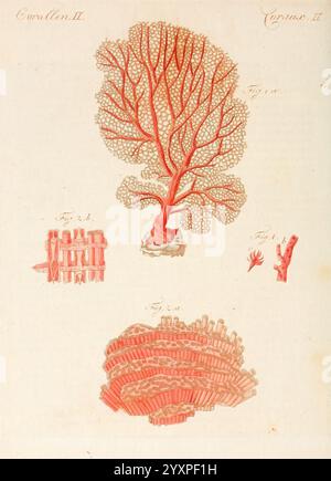 Porte-feuille Instruktif et amusant pour la jeunesse, à Vienne, Chez Antoine Pichler, 1807, Naturgeschichte, Earth Day, juvenile Works, Woods Hole, die Illustration zeigt verschiedene Arten von Korallen, die ihre komplexen Strukturen zeigen. Oben eine detaillierte Darstellung einer verzweigten Koralle mit feinen, verworrenen Ästen, die ihr einzigartiges filigranes Muster hervorheben. Darunter befinden sich zwei kleinere Abschnitte mit verschiedenen Korallenformationen: Einer zeigt einen Querschnitt aus Korallen mit wabenartigen Mustern und der andere zeigt eine kompaktere, kompliziertere Anordnung, die einer Korallenkolonie ähnelt. Das u Stockfoto