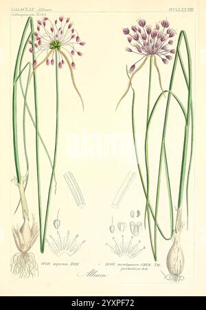 Icones florae Germanicae, Helveticae, Pedemontanae, Tirolensis, Istriacae, Dalmaticae, Austriacae, Hungaricae, Transylvanicae, Moravicae, Borussicae, Holsaticae, Belgicae, Hollandicae, Mediae Europae, Lipsiae, F. Hofmeister, 1834-1912, v. 1, 1850, Europa, Bildwerke, Pflanzen, diese Illustration zeigt zwei Blütenbündel von Allium, die ihre charakteristischen violetten Knospen an den Enden langer, schlanker grüner Stiele zeigen. Die detailreiche Darstellung hebt die komplizierte Struktur der Blüten hervor, wobei jede Gruppe von dünnen, lang gestreckten Blättern umgeben ist. Unter den Blumenarrangements ist zusätzlich Il Stockfoto