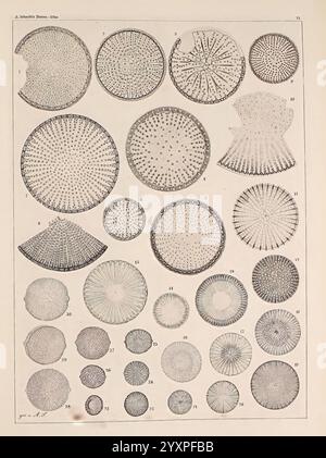 Atlas der Diatomaceen-Kunde, Leipzig, O.R. Reisland, 1874-19, Atlanten, Bacillariophyceae, Eine Sammlung akribisch illustrierter mikroskopischer Ansichten verschiedener Kieselalgen, die ihre komplizierten Muster und Formen zeigen. Die Anordnung umfasst mehrere Formen, die jeweils durch eine einzigartige radiale Symmetrie und Oberflächenstrukturen gekennzeichnet sind. Die Bilder sind nummeriert, was auf eine systematische Untersuchung dieser Einzellalgen hindeutet, die häufig in aquatischen Umgebungen vorkommen. Die Vielfalt zeigt die Komplexität und Schönheit dieser Mikroorganismen und unterstreicht ihre Bedeutung für die biologische Forschung Stockfoto