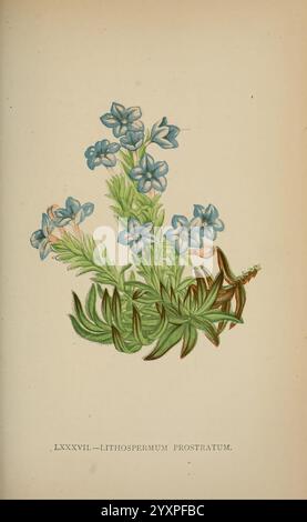 Die Flora der Alpen, London, J. C. Nimmo, 1896-1900, alps, Floras, Bergpflanzen, Pflanzen, Schweiz, Eine lebendige botanische Illustration, die Lithospermum prostratum, allgemein bekannt als die Prostata-Gromwell, darstellt. Das Kunstwerk zeigt zarte Gruppen hellblauer Blüten mit komplizierten Blütenblättern, ergänzt durch üppiges grünes Laub. Die Stämme und Blätter weisen eine feine Textur auf, die die natürliche Schönheit der Pflanze insgesamt unterstreicht. Diese Darstellung unterstreicht die Eleganz und Komplexität der Art und hebt ihren Platz in der Flora hervor. Die Komposition ist sowohl ästhetisch als auch ästhetisch Stockfoto