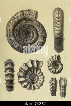 Monografie über die Lias Ammoniten der britischen Inseln London, gedruckt für die Palæontographical Society, 1878-86, Ammonoidea, Großbritannien, jurassic, Paläontologie., Eine Sammlung detaillierter Illustrationen, die verschiedene fossile Ammoniten zeigen. Die Figuren sind systematisch angeordnet, wobei jedes Exemplar seine einzigartige spiralförmige Schalenstruktur und seine komplizierte Rippenstruktur demonstriert. Die beschrifteten Portionen weisen auf spezifische Beispiele und Variationen hin, die die Vielfalt in Größe und Form dieser alten Meeresbewohner hervorheben. Die Illustrationen dienen als wissenschaftliche Studie, die sowohl die Ästhetik betont Stockfoto