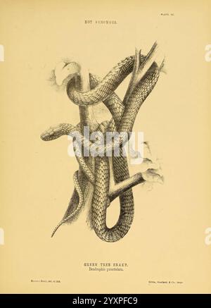 The Snakes of Australia Sydney, T. Richards, Government Printer, 1869. Australien, Identifizierung, Schlangen, Australien, Dendrophis punctulata, Dendrophis punctulata, Harriet Scott, Green Tree Snake, Harriet Scott, Taxonomie: Unterordnung = Serpentes, Women in Science, World Snake Day, Dendrelaphis punctulatus, Green Tree Snake, SciArtFix, Dendrelaphis punctulatus, Harriet Morgan, Harriet Scott Morgan, Eine detaillierte Abbildung einer grünen Baumschlange, wissenschaftlich bekannt als Dendroplis punctulata. Die Schlange windet sich anmutig zwischen stilisierten Ästen und zeigt ihren schlanken und unverwechselbaren Körper Stockfoto