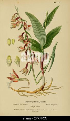 Album des orchidées de l'Europe centrale et septentrionale Genève Librairie Georg 1899 Europe Orchidaceae The New York Botanical Garden Pictorial Works Epipactis palustris, diese Illustration zeigt die Epipactis palustris, die allgemein als Sumpfhelleborine bekannt ist. Sie zeigt die Pflanze im Detail und hebt ihren schlanken Stiel hervor, der mit zarten Blüten verziert ist. Jede Blume ist aufwändig dargestellt und unterstreicht die einzigartige Form und Färbung, die von blassgrün bis zartrosa reicht. Unterhalb der Blüten sind die Wurzeln sichtbar, die sich an stilisierten Blättern befinden, die das üppige Grün der Pflanze zeigen Stockfoto