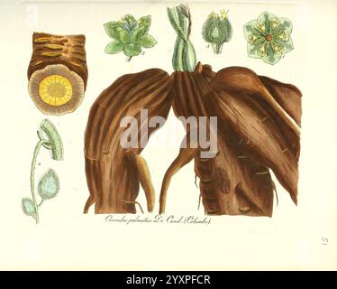 Flora medica oder Abbildung der wichtigsten officinellen Pflanzen Jena August Schmid 1831 [d. h. 1829-1831] Heilpflanzen der New York Botanical Garden Pictorial Works, Eine botanische Illustration, die die verschiedenen Stufen und Strukturen der Pflanze Conocarpus punctatus, allgemein bekannt als Buttonwood Tree, zeigt. Der mittlere Teil zeigt den dicken strukturierten Stamm und die Wurzeln, was die Robustheit des Baumes veranschaulicht. Um diese herum befinden sich detaillierte Darstellungen der Blätter und Blumen, die ihre einzigartigen Formen und Farben hervorheben, sowie eine Nahaufnahme eines Querschnitts des Stammes, der sichtbar wird Stockfoto