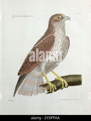 Ornithologie Paris der Künstler 1773-1792 Vogelmalereien, Eine detaillierte Illustration eines Falken, die seine unverwechselbaren Merkmale und seine elegante Haltung zeigt. Der Vogel thront auf einem Ast, seine scharfen, gelben Augen vermitteln ein scharfes Bewusstsein für seine Umgebung. Das Gefieder zeigt eine reiche Kombination aus Braun und weiß, mit aufwendig gemusterten Federn, die das majestätische Aussehen des Vogels hervorheben. Der Kontrast zwischen den helleren Unterteilen und den dunkleren Flügeln verleiht dem Design Tiefe. Diese Abbildung betont den kräftigen Schnabel und die kräftigen Krallen des Falken, Merkmale, die seinen unterstreichen Stockfoto