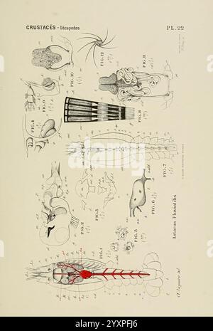 Atlas d'Anatomie comparée des invertébrés, Paris, doin,1890 Anatomie, Würmer, Arthropoda, wirbellose Tiere, Weichtiere, Cnidaria, Echinodermata, Ctenophora, Protozoen, Mesozoa Anatomie vergleichend, diese Abbildung zeigt detaillierte wissenschaftliche Darstellungen verschiedener dekapoden Krebstiere. Die Zusammensetzung enthält sorgfältig beschriftete Diagramme, die anatomische Strukturen wie Panzerkörper, Bauch und Anhängsel hervorheben. Jede Komponente ist nummeriert und entspricht einem beschreibenden Text, der Einblicke in ihre Physiologie und Morphologie bietet. In zusätzlichen Abschnitten werden spezifische Merkmale wie z. B. das g dargestellt Stockfoto