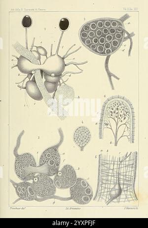 Æolididae, Familien, Hafen, Genua, Bologna, Tipi Gamberini, Parmeggiani, 1877-1881, Italien, Genua, Mollusks, Olividae, eine akademische Illustration, die verschiedene mikroskopische Organismen und Zellstrukturen zeigt. Die Zusammensetzung umfasst mehrere beschriftete Figuren, die verschiedene Zelltypen und ihre Anatomie darstellen. Bemerkenswerte Merkmale sind die komplizierten Muster von zellulären Anordnungen, spezialisierte Strukturen wie protoplasmatische Erweiterungen und verschiedene Fortpflanzungsformen. Jeder Abschnitt ist akribisch detailliert und unterstreicht die Vielfalt und Komplexität mikroskopischer Lebensformen mit Zahlen Stockfoto