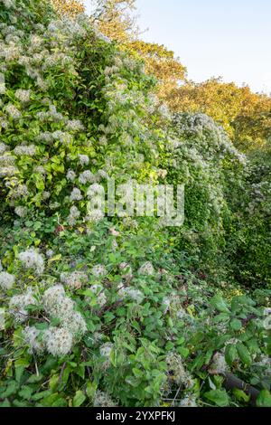 Old Mans Beard (Clematis Vitalba) mit flauschigen Samenköpfen in einer englischen Hecke im Frühherbst. Stockfoto