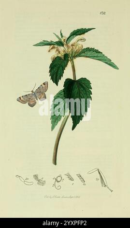 British, Entomology, London, gedruckt für den Autor 1823-1840 [d. h. 1840], Botanik, Großbritannien, Insekten, Pictorial Works, die Abbildung zeigt eine zarte Wildblume mit leuchtend grünen Blättern und einem schlanken Stiel. Neben der Blume befindet sich eine Motte, deren Flügel komplizierte Muster sich harmonisch in das umgebende Laub einfügen. Unterhalb der Hauptdarstellung zeigen eine Reihe fein detaillierter Skizzen verschiedene Elemente, darunter die Anatomie der Motte und zusätzliche Pflanzenmerkmale. Dieses Kunstwerk fängt sowohl die botanische Essenz der Pflanze als auch die Gnade der Motte ein, i Stockfoto