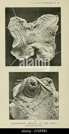Proceedings of the Zoological Society of London, London, Academic Press, 1833-1965. Dierkunde, Zeitschriften, Zoologie., die Illustration zeigt zwei detaillierte anatomische Studien des Koalas (Phascolarctos). Der obere Abschnitt zeigt die innere Struktur des Koalas aus nächster Nähe und zeigt die komplizierten Texturen und einzigartigen Formationen. Der untere Abschnitt konzentriert sich auf einen bestimmten Aspekt der Anatomie des Koalas und betont seine Besonderheiten. Diese vergleichende Analyse trägt zum Verständnis der Biologie und Morphologie der Art bei und hebt die Merkmale hervor, die für f signifikant sind Stockfoto