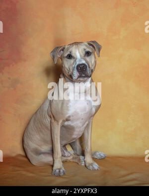 Brauner Pitbull-Hund posiert vor einem herbstlichen Hintergrund für ein Porträt Stockfoto