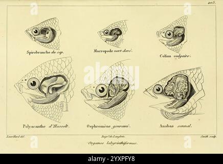 Histoire naturelle des Poissons Paris Chez F. G. Levrault 1828-1849 Ichthyology Fishes, Eine detaillierte Illustration mit verschiedenen anatomischen Studien von Wassertieren, die die unterschiedlichen strukturellen Merkmale jedes Exemplars veranschaulichen. Das Arrangement hebt verschiedene Abschnitte und Organe hervor und gibt Einblicke in ihre Biologie. Etiketten begleiten jede Darstellung, die die jeweilige Spezies und den anatomischen Fokus identifizieren, was sie zu einer wertvollen Ressource für das Verständnis der Anatomie der Meereslebewesen in einem wissenschaftlichen Kontext macht. Die Präsentation betont die Einzigartigkeit der Form eines jeden Organismus und trägt so zur Komposition bei Stockfoto