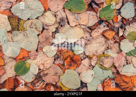 Vollformatbild von herabfallenden Herbstblättern auf dem Boden, Draufsicht als Hintergrund Stockfoto