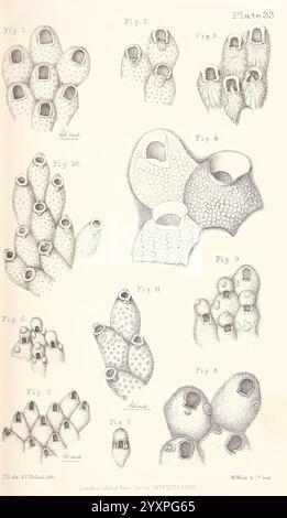 Eine Geschichte der britischen Marine Polyzoa, London, J. Van Voorst, 1880, Bryozoa, eine Reihe von Illustrationen, die verschiedene Formen von Meeresorganismen darstellen und sich hauptsächlich auf verschiedene Arten von Manteltieren konzentrieren. Jede beschriftete Figur zeigt unterschiedliche anatomische Merkmale, wie die Anordnung der Siphons, die Textur der Oberflächen und die Gesamtformen der Organismen. Die detaillierten Darstellungen verdeutlichen die Vielfalt in Form und Struktur dieser Meeresbewohner und unterstreichen ihre einzigartigen Anpassungen an die aquatische Umgebung. Das Kunstwerk dient als pädagogische Referenz und veranschaulicht sowohl das c Stockfoto