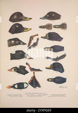 Briten, Tauchen, Enten, London, Longmans, Green and Co, 1913, Vögel, Enten, Großbritannien, diese Illustration zeigt verschiedene Arten von Enten, die ihre Köpfe und ihre charakteristischen Merkmale hervorheben. Jeder Abschnitt zeigt eine andere Ente, die Variationen in Farbe, Form und Markierungen hervorhebt. In der oberen Reihe gibt es eine Reihe von Profilen, die einen Einblick in ihre einzigartigen Gesichtsmerkmale bieten. Die sorgfältig beschrifteten Illustrationen dienen als wertvolle Referenz für Ornithologen und Vogelfreunde und zeigen die Vielfalt innerhalb der Entenfamilie. Detaillierte Anmerkungen Stockfoto