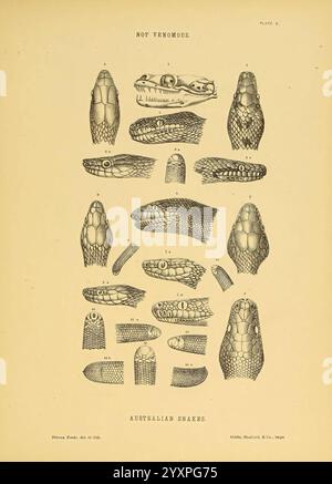 The Snakes of Australia Sydney, T. Richards, Government Printer, 1869. Australien, Schlangen, Australien, Squamata, Helena Ford, Diamantschlange, Morelia Spilotes, Gilberts Steinschlange, Nardoa gilbertii, schwarzköpfige Schlange, Aspidites melanocephalus, New Ireland Steinschlange, Liasis amethystinus, grüne Baumschlange, Dendrophis punctulata, braune Baumschlange, Dipsas fusca, Dipsas fusca, Süßwasserschlange, Tropidonotus picturatus, Tropidonotus picturatus, Preiss' Blindschlange, Typhlops preissi, Typhlops preissi, Schmidts Blindschlange, Typhlops bicolor Typhlops bicolor Ruppells Blindschlange, Typhlops ruppelli, T Stockfoto