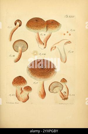 Fungorum qui in Bavaria et Palatinatu circa Ratisbonam nascuntur icones, nativis coloribus expressae. v.1-2. Erlangae, apud J.J. Palmium, 1800. Deutschland, Bayern, Fungi, der New Yorker Botanische Garten, Pictorial Works, diese Illustration zeigt eine Vielzahl von Pilzen, die ihre unterschiedlichen Formen und Strukturen zeigen. Jede Figur ist mit römischen Zahlen beschriftet, die verschiedene Arten oder Stufen der Pilze anzeigen. Das Kunstwerk erfasst die komplizierten Details der Kappen, Kiemen und Stiele und hebt die einzigartigen Eigenschaften jedes Exemplars hervor. Der obere, größere Pilz zeigt eine breite Kappe mit einem Tex Stockfoto