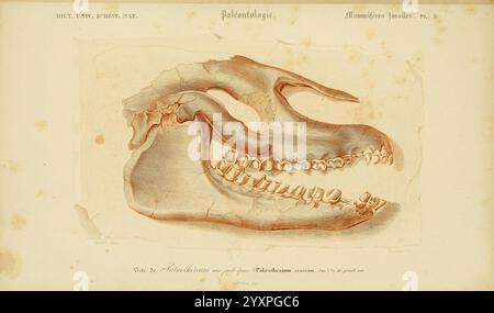 Dictionnaire universel d'histoire naturelle, Paris, 1847-1849, Naturgeschichte, Wörterbücher, diese Abbildung zeigt eine detaillierte anatomische Darstellung eines Kiefers und zeigt die komplizierte Anordnung der Zähne. Der Ober- und Unterkiefer sind nebeneinander dargestellt, wodurch die Zahnstruktur, einschließlich Backenzähne, Prämolaren, Eckzähne und Schneidezähne, hervorgehoben wird. Feine Linien betonen die Konturen des Kieferknochens und die Ausrichtung der Zähne und geben Einblicke in die Zahnmorphologie. Diese Illustration dient als pädagogisches Hilfsmittel, insbesondere in den Bereichen Paläontologie oder Anthropologie, illustrat Stockfoto