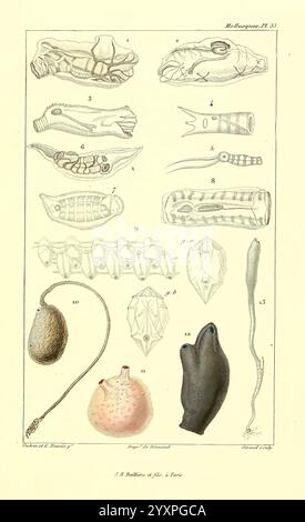 Les Mollusques, Paris, J. B. Baillière, 1868, Mollusken, Klassifizierung zeigt diese Abbildung eine Reihe detaillierter Darstellungen verschiedener Meeresorganismen, die komplexe biologische Formen und Strukturen hervorheben. Das Arrangement umfasst eine Reihe von Formen und Texturen, die sowohl bekannte als auch ungewöhnliche Arten zeigen. Jede Figur ist als Referenz mit einer Zahl versehen, die einen Einblick in die Vielfalt der Wasserlebewesen gibt. Die visuelle Studie betont die anatomischen Merkmale wie Muscheln, Körper und Anhängsel und spiegelt die Komplexität und Schönheit der Meeresökosysteme wider. Das Kunstwerk dient dazu Stockfoto