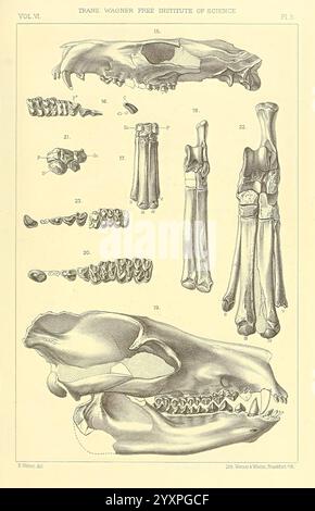 Die, Selenodont, Artiodactyls, von, die, Uinta, Eozän, Philadelphia, Wagner, Free, Institute, of, Science, 1899, Paläontologie, Eozän, Artiodactyl, Fossil, Fossil, Geschichten, eine detaillierte anatomische Illustration, die verschiedene Skelettmerkmale und Skelettelemente eines Säugetieres zeigt. Die Zusammensetzung umfasst einen kompletten Schädel oben links, begleitet von numerisch beschrifteten Abschnitten, die spezifische Strukturen wie Kiefer, Zähne und Schädelmerkmale hervorheben. Unterhalb des Schädels befinden sich Darstellungen einzelner Gliedmaßenknochen, die Humerus, Radius und Femur auf beiden Seiten sowie Additi betonen Stockfoto