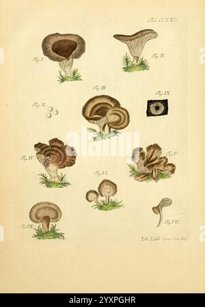 Fungorum qui in Bavaria et Palatinatu circa Ratisbonam nascuntur icones, nativis coloribus expressae, Erlangae, apud J.J. Palmium, 1800, Deutschland, Bayern, Pilze, Bildwerke, die Illustration zeigt eine Vielzahl von Pilzen, die jeweils mit akribischen Details dargestellt und mit römischen Zahlen beschriftet sind. Die verschiedenen Arten von Pilzen haben einzigartige Formen und Größen, von gewölbten Kappen bis hin zu komplizierten Rüschenrändern, die vor einem zarten Grashintergrund stehen. Einige Exemplare weisen subtile Kurven und Texturen auf, während andere eine markante Färbung in ihren Kiemen oder Kappen aufweisen. Zusammen sind diese sehr vielfältig Stockfoto