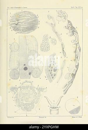 Æolididae, Familien, Hafen, Genua, Bologna, Tipi Gamberini, Parmeggiani, 1877-1881, Italien, Genua, Mollusken, Olividae, diese Abbildung zeigt eine Reihe von detaillierten wissenschaftlichen Diagrammen, die verschiedene biologische Strukturen darstellen. Jeder beschriftete Abschnitt zeigt einen anderen Organismus oder eine andere zelluläre Komponente, einschließlich verlängerter Formen, kreisförmiger Querschnitte und komplizierter Muster, die Gewebe oder mikroskopisches Leben repräsentieren. Das Nummerierungssystem zeigt unterschiedliche Zahlen an, mit Beschriftungen, die bestimmte Merkmale oder Funktionen erläutern. Insgesamt dient das Bild als Informationsquelle und hebt den hervor Stockfoto