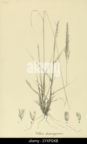 Art Graminum Petropoli Impensis Academiae Imperialis Scientiarum 1828-1836 gramineae Bildwerke Gräser, eine Illustration der Pflanzenart Vilda domingensis. Das detaillierte Rendering zeigt mehrere Phasen des Wachstums der Pflanze, einschließlich der Hauptstiele und Blütenspitzen. Unter den Stämmen sind die Wurzeln sichtbar, was den Verankerungsmechanismus der Pflanze demonstriert. Die Abbildung wird durch nummerierte Etiketten ergänzt, die auf verschiedene Pflanzenteile hinweisen, einschließlich verschiedener Blattformen. Die Komposition hebt die komplizierten Details des Laubs und die Struktur des Grases hervor, Stockfoto