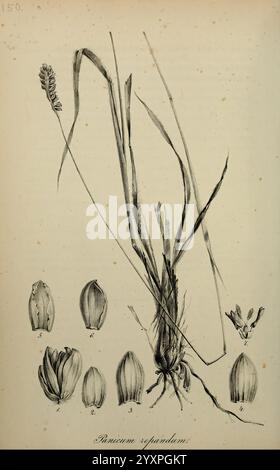 Art Graminum, Petropoli, Impensis Academiae Imperialis Scientiarum, 1828-1836, Gramineae, Bildwerke, Gräser, diese Abbildung zeigt die botanischen Details von Panicum repandum, einer Grasart. Die mittlere vertikale Darstellung zeigt die gestreckten Stämme und Blätter der Pflanze, während die begleitenden Abbildungen unten spezifische Pflanzenteile hervorheben: Die Blütenspitzen und verschiedene Stadien der Samenentwicklung. Jedes Teil ist sorgfältig beschriftet und bietet eine klare Anleitung für die Anatomie der Pflanze, die ihre einzigartige Struktur und Eigenschaften, die bei der Identifizierung und dem Stutzen helfen, veranschaulicht Stockfoto