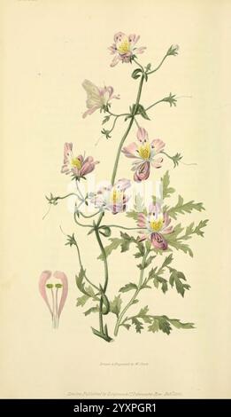 Flora Conspicua, London, Longman, Rees, Orme, Braun, und Grün, 1826, England, Blumen, malerische Werke, Pflanzen, Zierpflanzen, der New York Botanical Garden, William Clark, Schizanthus pinnatus, Eine zarte Illustration blühender Pflanzen zeigt einen schlanken Stamm mit mehreren Blüten. Jede Blume zeigt sanfte rosa Blüten, die von leuchtend gelben Mittelpunkten akzentuiert werden, und ist von fein detaillierten grünen Blättern umgeben. Das Design wird durch eine subtile Darstellung einer Samenkapsel an der Basis ergänzt, die der botanischen Studie Tiefe verleiht. Dieses Kunstwerk fängt die komplizierte Schönheit der Natur ein, Showca Stockfoto