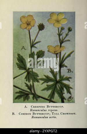 Wild, Blumen, Ost, Von, Die, Rockies, New York, 1910, Vereinigte Staaten, Wild, Blumen., die Abbildung zeigt zwei Arten von Butterblumen, gekennzeichnet als A und B. A ist als „KriechButterblume“ (Ranunculus repens) gekennzeichnet und zeigt seine Verbreitungsgewohnheit mit einem satten grünen Laub und mehreren zarten gelben Blüten an der Spitze dünner Stiele. B steht für die „Common Buttercup“ oder „Tall Crowfoot“ (Ranunculus acris), die sich durch ihre höhere Größe und ähnliche gelbe Blüten auszeichnen. Beide Pflanzen weisen charakteristische geteilte Blätter auf, die ihre botanischen Details verstärken. Der Hintergrund ist weich gefärbt, Stockfoto