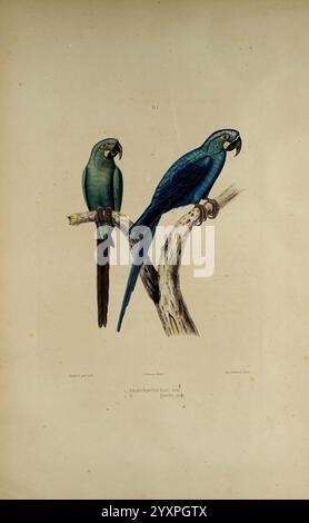 Iconographie des perroquets, Paris, P. Bertrand, 1857, Papageien, malerische Werke, beliebte Werke, zwei wunderschön illustrierte Papageien auf Ästen, die unterschiedliche Farben und Merkmale zeigen. Links sitzt ein grüner Papagei mit einem leicht geschwungenen Schnabel, der ein ruhiges Verhalten ausstrahlt, auf einem festen Ast. Rechts zeigt ein markanter blauer Papagei ein lebendiges Gefieder mit offenem Schnabel, was auf eine aufmerksame und neugierige Natur hindeutet. Das Ambiente hebt die Texturen der Zweige hervor, verleiht der Szene Tiefe und unterstreicht die Eleganz dieser Vogelmotive. Diese Abbildung zeigt das einzigartige Stockfoto