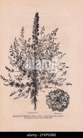 Ein beschreibender Katalog ausgewählter Gemüse-, Blumen- und landwirtschaftlicher Samen, Boston, MA, Curtis & Cobb, Blumen, Boston, Massachusetts, Samen, Kataloge, Saatgutindustrie und -Handel, Delphinium Consolida Flora pleno, Curtis Cobb, Curtis DT Co, Gartengeschichten, in Blüte, eine botanische Illustration zeigt das Delphinium Consolida, auch bekannt als Consolida oder Field larkspur. Die Darstellung zeigt den schlanken, langgestreckten Stamm der Pflanze, der mit kleinen, tief gelappten Blättern verziert ist. Oben tauchen leuchtend blaue Blüten auf, die sich durch ihre einzigartige Form und ihre auffällige Farbe auszeichnen. Begleitend t t Stockfoto