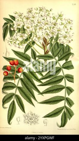 Curtis's Botanical Magazine, London, New York, botanische Illustration, Botanik, Zeitschriften, Bildwerke, Pflanzen ornamental, Curtis, die Illustration zeigt eine detaillierte botanische Darstellung einer blühenden Pflanze. Auf der Spitze sind Haufen von zarten weißen Blüten dargestellt, die ihre komplizierten Blütenblätter und zentralen Strukturen zeigen. Unter den Blüten verteilen sich saftig grüne Blätter mit einer federnden Textur, die das robuste Laub der Pflanze hervorheben. Zusätzlich sind kleine, runde rote Früchte in der Nähe der Basis abgebildet, die einen auffälligen Kontrast zum Grün bilden. Unter der Hauptabbildung Stockfoto