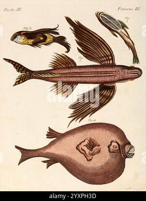 Porte-feuille Instruktif et amusant pour la jeunesse, à Vienne, Chez Antoine Pichler, 1807, Naturgeschichte, Juvenile Works, Woods Hole, die Illustration zeigt eine Sammlung von Fischen, die in einem wissenschaftlichen Stil dargestellt werden. An der Spitze zeigen zwei schlanke Fische komplizierte Details in ihren Flossen und Schuppen, die ihren stromlinienförmigen Körper betonen. Der erste Fisch präsentiert eine lebendige Mischung aus Farben mit detaillierten Mustern auf der Rückenflosse. Der zweite Fisch ist gestreckt und weist eine einzigartige Flossenstruktur auf. Unten steht ein breiterer Fisch im Mittelpunkt, der sich durch seine abgerundete Form und seine markante Textur, einschließlich der Fische, auszeichnet Stockfoto
