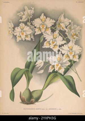 Lindenia Gand [Belgien], Impr. F. Meyer-van Loo, 1885-1906, Klassifizierung, Reiseführer, Identifizierung, Nomenklatur, populäre Nomenklatur, Orchidaceae, Orchideen, Bildwerke, Terminologie, Blumen, Stiele, Blätter, Eine botanische Illustration mit dem Odontoglossum crispum, einer auffälligen Orchidee, die für ihre zarten und komplizierten weißen Blüten bekannt ist. Die Komposition zeigt mehrere Blüten mit markanten Markierungen, die elegant über sattgrünen Blättern angeordnet sind. Unter den Blüten zeigen abgerundete, bauchige Strukturen die Wachstumsstadien der Pflanze an. Diese Darstellung fängt die Eleganz und Schönheit der Birke ein Stockfoto