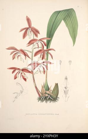 Pescatorea, Bruxelles, M. Hayez, 1860, Orchidaceae, eine komplexe botanische Illustration, die die exquisiten Details der Blumenart Eulophiella iodoratissima zeigt. Das Kunstwerk zeigt Gruppen von zarten, rötlich-braunen Blüten mit schlanken, langen Blütenblättern und auffälligen weißen Elementen in ihrer Mitte. Die Blüten werden sorgfältig mit grünem Laub versehen, das ein hervorstehendes Blatt mit anmutiger Kurve und strukturierter Oberfläche zeigt. Die Komposition unterstreicht die natürliche Eleganz und Komplexität der Orchidee und betont ihre einzigartigen Eigenschaften und Schönheit in ihrem botanischen Stil Stockfoto