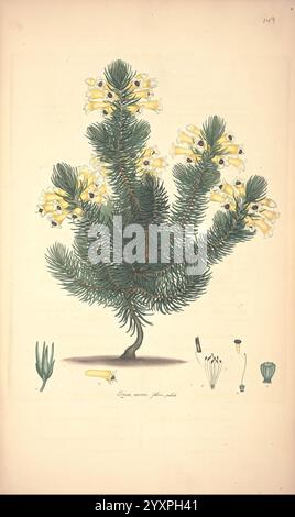 Farbig, Gravuren, aus, Heiden, London, veröffentlicht von der Autorin, gedruckt von, T, Bensley, 1802-09, [1830?], England, Geschichte, Ätzen, 19. Century, Erica, Ericaceae, Hand, farbig, Botanik, 1802, Bild, Werke, Grafik, die Abbildung zeigt eine detaillierte botanische Darstellung einer Nadelpflanze, die ihr üppiges grünes Laub und ihre gelben Blüten zeigt. Der zentrale Schaft ist robust und unterstützt eine symmetrische Anordnung von nadelförmigen Blättern, die sich nach außen fächern. Um die Hauptpflanze herum sind kleinere Skizzen, einschließlich einzelner Blüten und Fortpflanzungsstrukturen, hoch Stockfoto