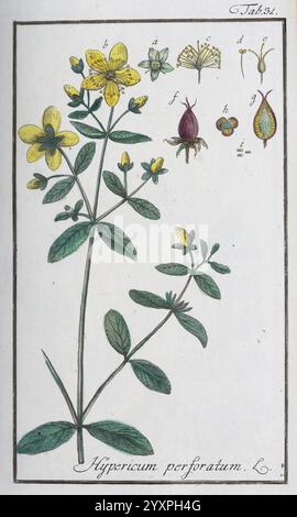 Icones plantarum medicinalium, Nürnberg, auf Kosten der Raspischen Buchhandlung, 1779-1790, Botanik, Medizin, Bildwerke, die Abbildung zeigt die Pflanze Hypericum perforatum, allgemein bekannt als Johanniskraut. Die zentrale Figur zeigt einen hohen Stiel, der mit leuchtend gelben Blumen verziert ist, jedes mit fünf Blütenblättern. Um die Hauptpflanze herum befinden sich kleinere Skizzen, die verschiedene Teile hervorheben: Eine isolierte Blume, die Frucht in verschiedenen Entwicklungsstadien und Blattstrukturen. Die akribische Darstellung unterstreicht die botanischen Eigenschaften, einschließlich der Anordnung der Blätter entlang des Stängels Stockfoto