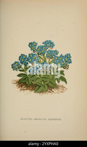 Die Flora der Alpen, London, J. C. Nimmo, 1896-1900, alps, Floras, Bergpflanzen, Pflanzen, die Schweiz, Eine lebhafte Gruppe von Myosotis alpestris, allgemein bekannt als alpines Vergissmeinnot, zeigt deutlich ihre zarten blauen Blüten mit hellgelben Zentren, umgeben von üppigem grünem Laub. Die Komposition betont die komplizierten Details der Blüten und Blätter und unterstreicht die natürliche Schönheit und den Charme der Pflanze. Unter der Abbildung zeigt die Bezeichnung „LXXXVIII—Myosotis alpestris“ ihre Klassifizierung an und feiert damit ihre Identität im botanischen Bereich. Dieses Bild wird aufgenommen Stockfoto