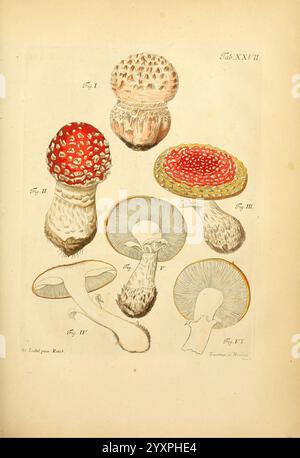 Fungorum qui in Bavaria et Palatinatu circa Ratisbonam nascuntur icones, nativis coloribus expressae. v.1-2. Erlangae, apud J.J. Palmium, 1800. Deutschland, Bayern, Pilze, der New Yorker Botanische Garten, Pictorial Works, diese Illustration zeigt eine detaillierte Untersuchung verschiedener Arten von Pilzen, die ihre unterschiedlichen Formen und Eigenschaften zeigen. Das Arrangement umfasst einen lebhaften Pilz mit einer hellroten Kappe, die mit weißen Flecken verziert ist, eine flache Variante mit glatter Oberfläche und mehrere andere Formen mit unterschiedlichen Texturen und Kiemen. Jede Probe ist mit einer Zahlennummer gekennzeichnet Stockfoto