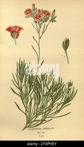 Lieblingsblumen des Gartens und Gewächshauses London und New York Frederick warne & Co. 1896-97 Frankreich 19. Jahrhundert Icônes Floriculture Chromolithographie Pflanzen Ornamental Rbgenr Calandrinia umbellata, die Illustration zeigt die Calandrinia umbellata, allgemein bekannt als The Rock Purslane. Sie zeigt eine zarte blühende Pflanze mit schlanken, langen Blättern, die üppig und lebendig wirken. Der mittlere Teil hebt einen hohen Stiel hervor, der mit kleinen, hellrosa Blüten verziert ist, die jeweils eine glatte Textur und eine unverwechselbare Blütenblattform aufweisen. Neben der Hauptfigur befinden sich kleinere Abbildungen o Stockfoto