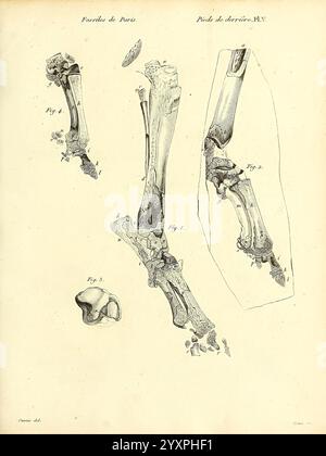 Recherches sur les ossemens fossiles de quadrupèdes, Paris, Deterville, 1812, Frankreich, Paläontologie, Geologie, Region Paris, Säugetiere Fossil, Wirbeltiere Fossil, Fossil Stories., die Abbildung zeigt mehrere detaillierte anatomische Zeichnungen, die sich auf die Knochen des Beines konzentrieren, insbesondere die Knochen des Knies und des Unterschenkels. Verschiedene Figuren sind beschriftet, die verschiedene Ansichten von Femur, Tibia und Fibula zeigen. Die komplizierten Linien heben die Struktur der Knochen hervor und betonen deren Form und Verbindungspunkte. Die anatomischen Details dienen zur Aufklärung des Skelettsystems und veranschaulichen, wie der Stockfoto