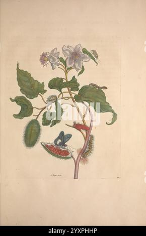 Metamorphosis Insectorum Surinamensium Amsterdam voor den auteur als ook von G. Valck 1705 Botanik Insekten Bildwerke Suriname Frauen in der Wissenschaft Entomologie Insektenraupe Raupen Obst Früchte Schmetterlinge Maria Sibylla Merian Pre-Linnean Werke Maria Sibylla Merian Q62530 Q62530.jpg, Eine botanische Illustration, die eine blühende Pflanze mit üppig grünen Blättern und zarten lila Blüten zeigt. Zwischen dem Laub eingebettet, interagieren verschiedene Insekten, darunter Raupen und Fliegen, mit der Pflanze. Es gibt eine segmentierte Frucht, die einem Kürbis ähnelt, zusammen mit einem einzigartigen Fleischfresser Stockfoto