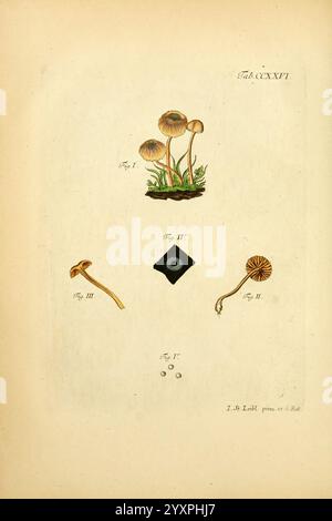 Fungorum qui in Bavaria et Palatinatu circa Ratisbonam nascuntur icones, nativis coloribus expressae, Erlangae, apud J.J. Palmium, 1800, Deutschland, Bayern, Pilze, Bildwerke., diese Illustration zeigt verschiedene Pilzarten, die nachdenklich auf neutralem Hintergrund angeordnet sind. In der Mitte erheben sich zwei schlanke Pilze anmutig und zeigen ihre zarten Kappen und Stiele. Um dieses Paar herum sind drei weitere Arten von Pilzen abgebildet: Eine lang gestreckte und schlanke mit einer charakteristischen Regenschirmform, eine andere mit einer einzigartigen quadratischen Spore und die letzte mit einem gewellten Stiel geschmückt Stockfoto