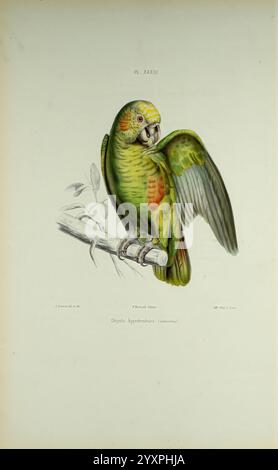 Iconographie des perroquets, Paris, P. Bertrand, 1857 Vogelvögel Papageienpapageien Bildwerke beliebte Werke Aliopsittacus xanthops Gelbpapageienpapagei, Ein lebendiger Papagei auf einem Ast, der sein markantes Gefieder zeigt. Der Vogel hat eine Mischung aus Grün mit roten und gelben Anklängen. Die Flügel sind leicht gespreizt, was die eleganten Federmuster hervorhebt. Der Hintergrund ist minimal und konzentriert die Aufmerksamkeit auf das ausdrucksstarke Gesicht und die markante Farbe des Papageiens. Diese Darstellung fängt die Schönheit und Details der Vogelart ein und betont ihren natürlichen Lebensraum. Stockfoto