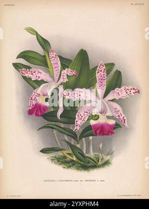 Lindenia Gand [Belgien], Impr. F. Meyer-van Loo, 1885-1906, Klassifizierung, Reiseführer, Identifizierung, Nomenklatur, Nomenklatur, populär, Orchidaceae, Orchideen, Bildwerke, Terminologie, Blumen, Stiele, Blätter, diese Illustration zeigt eine atemberaubende Darstellung von zwei Cattleya calumniata Orchideen, die ihre zarten und kunstvollen Blütenblätter zeigen. Die Blüten zeichnen sich durch leuchtende Rosa- und Weißtöne aus, die mit auffälligen lila Flecken verziert sind, die zu ihrer komplexen Schönheit beitragen. Eine markante Lippe in einem satten magentafarbenen Farbton lenkt die Aufmerksamkeit an der Basis jeder Blüte. Die Orchidee ist auf üppigem GREE abgebildet Stockfoto