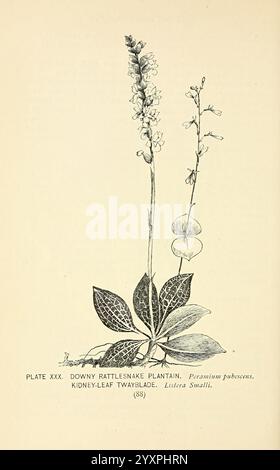 Südstaaten-Wildblumen und -Bäume, New York, Stokes[1901], Botanik, Blumen, südstaaten, Bäume, Frauen in der Wissenschaft, Marian Ellis Ryan Rowan, diese Abbildung zeigt zwei verschiedene Pflanzenarten: die Flaume Klapperschlange, wissenschaftlich bekannt als *Goodyera pubescens*, und die Niere-Leaf Twayblade oder *Listera smallii*. Die Flaumschlangen-Plantain ist mit ihrem langen Stiel mit kleinen, weißen Blüten dargestellt, während die breiten, gesprenkelten Blätter an der Basis charakteristisch für diese Art sind. Das Niere-Leaf-Twayblade ist neben ihm abgebildet, erkennbar an seinem schlanken Stiel und Stockfoto