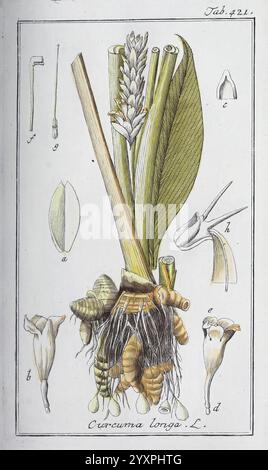 Icones Plantarum Medicinalium, Nürnberg, auf Kosten der Raspischen Buchhandlung, 1779-1790, Botanik, Medizin, Bildwerke, die Abbildung zeigt die Pflanze Curcuma longa L., die allgemein als Kurkuma bekannt ist. Sie stellt verschiedene Teile der Anlage vor und hebt ihre Besonderheiten hervor. In der Mitte ist das Rhizom mit seiner charakteristischen bauchigen Form und seinen nach außen ausgerichteten Wurzeln dargestellt. Das Rhizom umgibt detaillierte Darstellungen der Blätter der Pflanze, die länglich und lanzettförmig sind und ihre leuchtende grüne Farbe zeigen. Zusätzlich sind mehrere Blumenstrukturen dargestellt, d Stockfoto